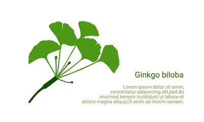 Vector illustration, Ginkgo biloba isolated on white background and sample text, as article or cover template.