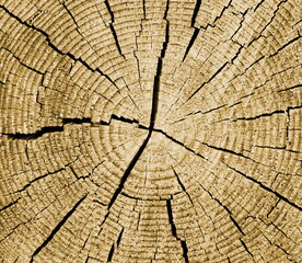 Holzstruktur, Holzhintergrund, Jahresringe eines gef&auml;llten Baumes in Beige und Canvas