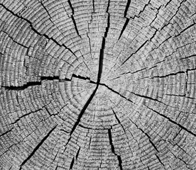 Fototapeta premium Hintergrund Schwarz Weiß Holzmaserung Holzstamm 