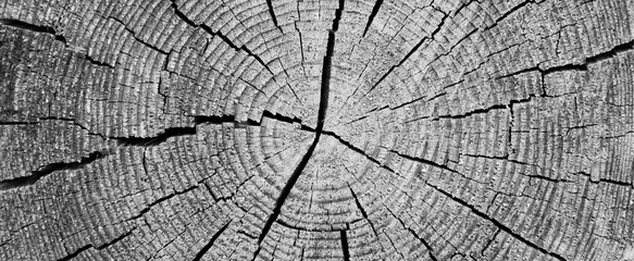 Hintergrund Schwarz Weiß Holzmaserung Holzstamm	