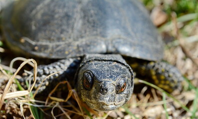 The European pond turtle (Emys orbicularis), also called the European pond terrapin and European pond tortoise.