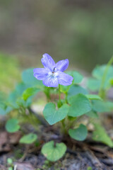 Early spring blossoms, Liverwort - Hepatica nobilis closeup.