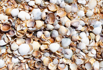 Beautiful background of small sea shells. Design of a background, template, summer photo wallpapers, screensavers, covers.