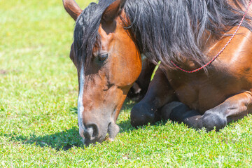 Fototapeta premium The horse is lying down and eating grass.