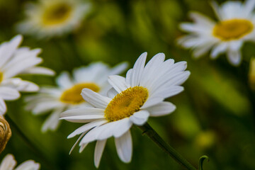 Fototapeta premium Flowers 9573