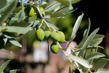 green olives on branch