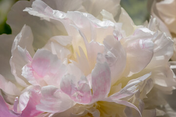 White peony petals, blurred background, macro close up. Natural defocused background. Delicate background.