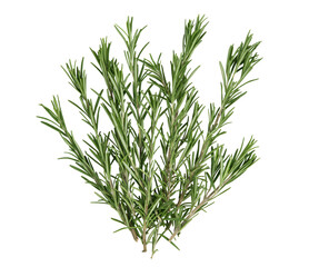 Green rosemary branches isolated on white background. High quality photo