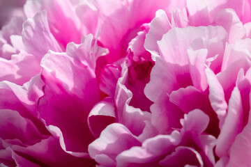 Pink peony petals, blurred background, macro close up. Natural defocused background. Delicate background.