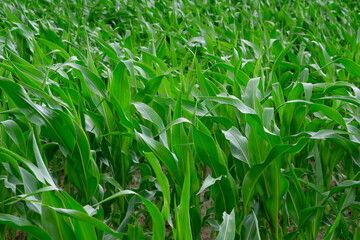 Young green corn in the field.