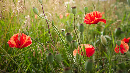 Red poppies on a green meadow