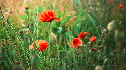 Red poppies on a green meadow