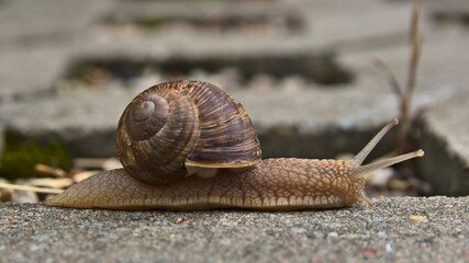 A vine snail crawling on the concrete pavement