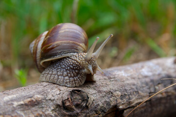
Snail snail on a piece of wood against a background of green grass.