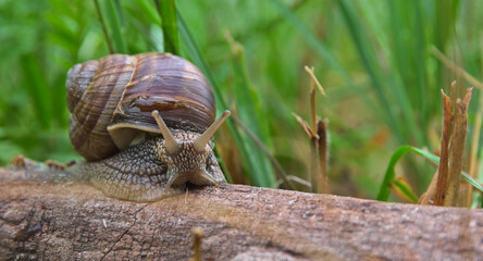 
Grapevine snail on wood on a background of green grass