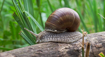 Snail snail on a piece of wood in close-up against a background of green grass.
