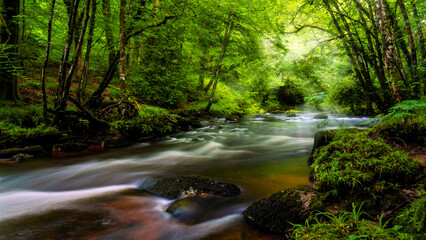 Fototapeta na wymiar Dartmoor river and lush green forest in the summer