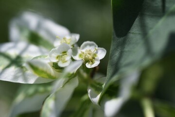 Snow-on-the-mountain flowers. Euphorbiaceae annual plant.