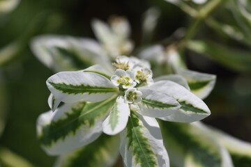 Snow-on-the-mountain flowers. Euphorbiaceae annual plant.
