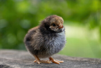 Cute little chicken portrait