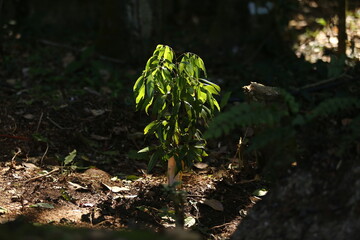 Cuidando do jardim. Replantando muda.