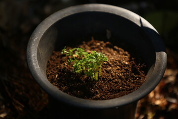 Cuidando do jardim. Replantando muda.