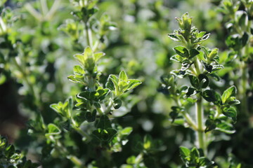 Oregano leaves grow in early summer