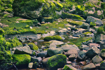 moss covered rocks
