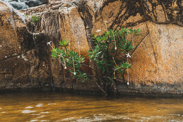 Flowers by the river in Belize 