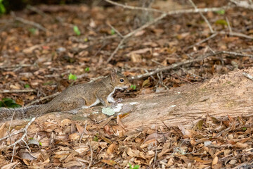 Big Cypress squirrel Sciurus niger avicennia with a nut in its mouth