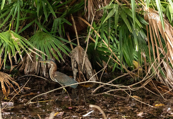 Little green heron Butorides virescens bird hiding among the brush