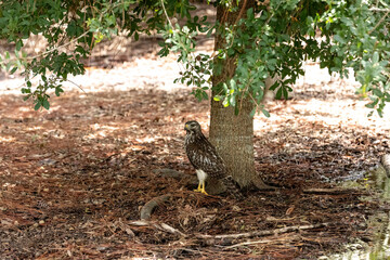 Red tailed hawk bird Buteo proportions stands on the ground