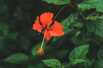 red flower on green background in Belize 