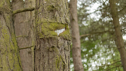 Directional sign grown into tree in woodlands