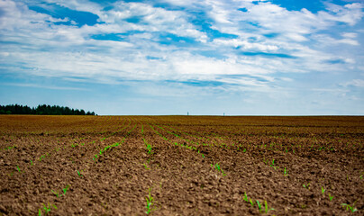 Fototapeta na wymiar Agricultural Rural scene. Agricultural field under sky. Seedlings of agricultural crops