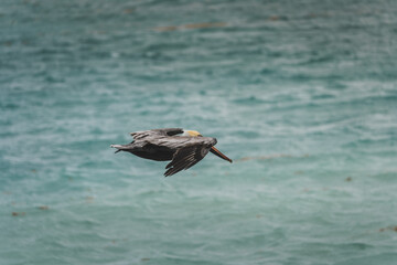 Fototapeta na wymiar Pelican in flight in Belize 