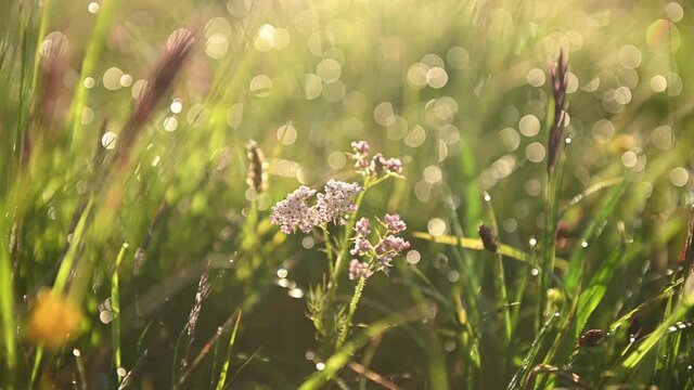 Wild flowers and grass close-up after the rain in the meadow in the sun, dew on the grass in the field at dawn,sun trough grass