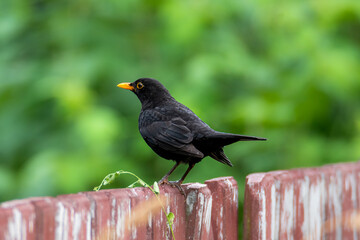 A blackbird perched on a wooden fence.