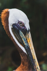 portrait of a pelican in Belize 