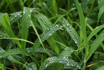 Abstract image of the rainy season. Water droplets after rain.