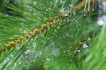 Abstract image of the rainy season. Water droplets after rain.