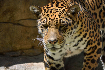 jaguar in zoo