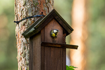 Great tit flying out of the birdhouse