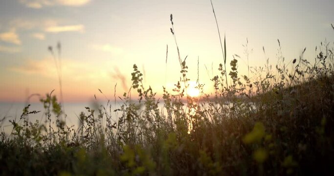 sunset in the grass in slow motion