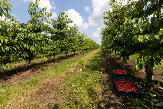 Collecting cherries in the garden. The boxes are freshly picked red cherries. Industrial cherry orchard. Buckets of collected sweet cherries. Close up view of green grass and full boxes