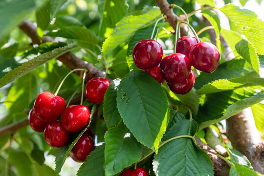 ripe cherry