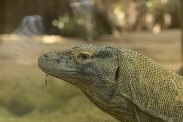 portrait of a lizard