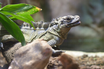 iguana on the rock