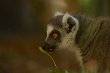 ring lemur