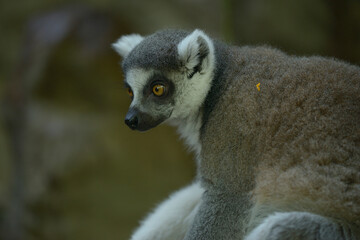 ring lemur